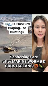 Many people think they’re just playing on the beach, but they’re actually foraging for food! 😲🔥Meet the Sanderling, a fascinating shorebird that uses this technique to hunt! 🌊💨 As the waves recede, they dart in quickly to snatch tiny crustaceans, marine worms, and other tasty treats buried in the wet sand. 🦐🐛 #Sanderling #Shorebirds #BeachLife #NatureIsAmazing #WildlifeFacts #BirdWatching #OceanEcosystem #MindBlown #DidYouKnow #NatureLovers | Michelle Reyes