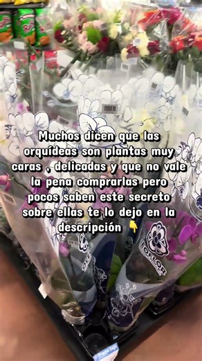 El secreto de las orquídeas