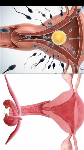 Uterus cross 3D Anatomy Representation #meded #uterus #shorts #viral_video #science