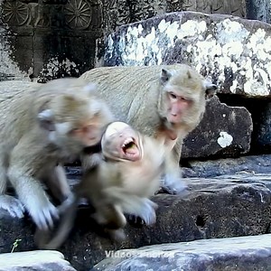 Small monkey Sweet Pea got attack by big monkey,Kitty monkey. | Monkey News 24/7
