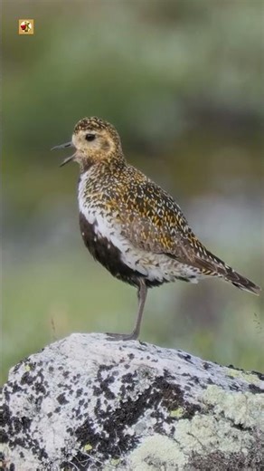 European Golden Plover Bird Sound