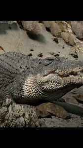 228K views · 3.3K reactions | Dinosaur overlords from 99 million years ago #animals #dinosaurs #dinosaur #spinosaurus #part1 | Pinchaskeene | Facebook