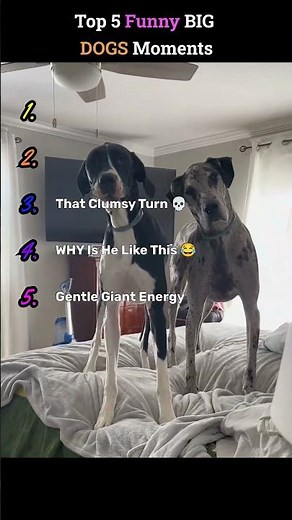 Top 5 Funny Big Dogs