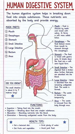 Human Digestive System