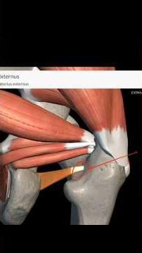 all the muscles attached to femur bone #anatomyfemur bone muscles made easy!!