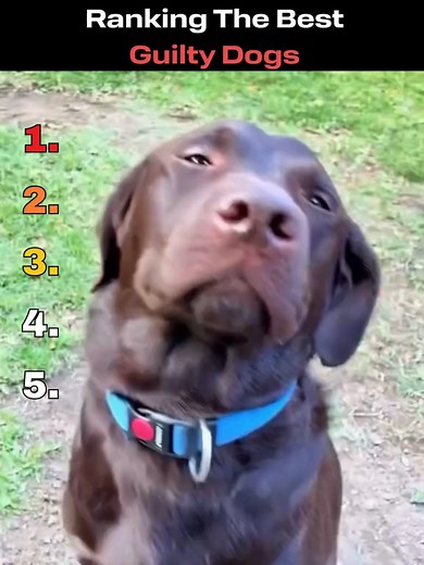Ranking The Best Guilty Dogs: Hilarious Moments