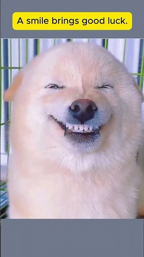 Smiling Animals That Will Brighten Your Day 🐾✨