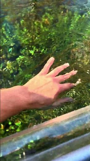 Florida Fresh Water Spring | Exploring the Best Places to Visit and Kayak around Florida 👀