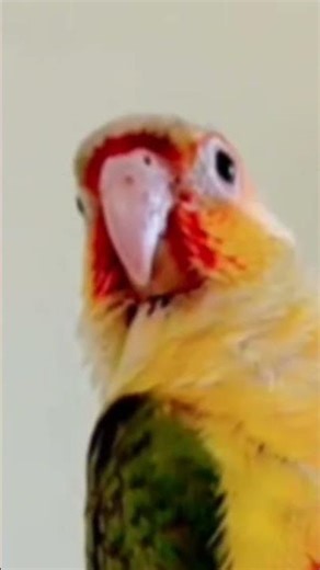 pineapple conure sound😍