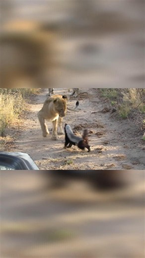 What's The Difference Between A Honey Badger And A Wolverine? #honeybadger #wolverine #animals