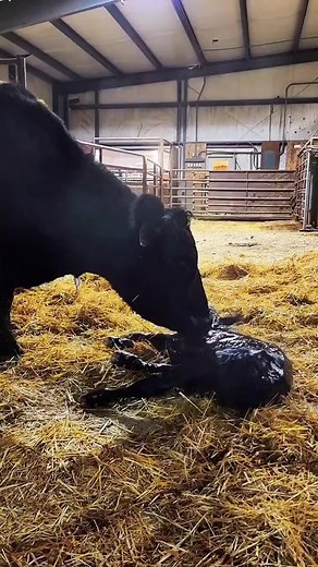 18K views · 415 reactions | Watching Baby calves being born are one of the biggest miracles of life. In minutes, this calf will be up trying to eat. #farmlife #calves #cows #babies #ranchlife #Amazing | 1HandnFarming | Facebook