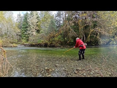 Monitoring Coho (Silver) Salmon Indian River Sitka Alaska