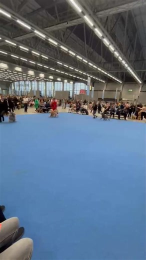 5.8K views · 115 reactions | Finnish Winner 25 Medium size a/g Judge Lorena Merati Best male competition 1 Ch Olymbinar' s Xenakis 2.Ch Chanson d' Ete Iconic 3. Ch Iconic William Morris 4. Jun Chanson d' Ete Kelian | Julia Radik | Facebook