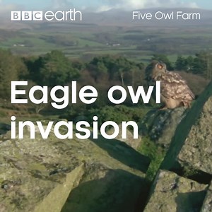 169K views · 1.8K reactions | A new type of owl is invading the area. 黎 | BBC Earth | Facebook