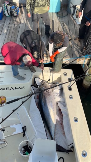 Sea Dream Fishing on Reels