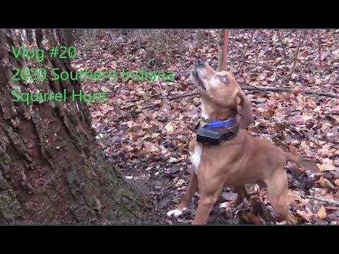 Squirrel Hunting with Dogs
