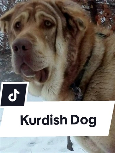 Kurdish Dog: Nature's Loyal Guardian