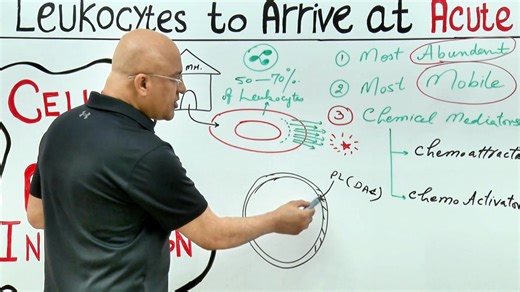 Vascular Physiology | Dr. Najeeb