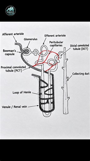 How To Draw Nephron Diagram 🤓|| Human Nephron Diagram Easy Method | Biology Drawing #shorts