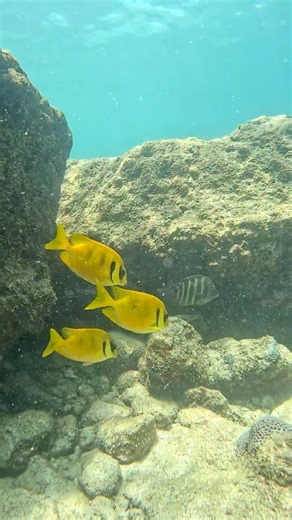 Yellow Rabbit Fishes #fish #rabbitfish #reeflife #underwater #coralreef