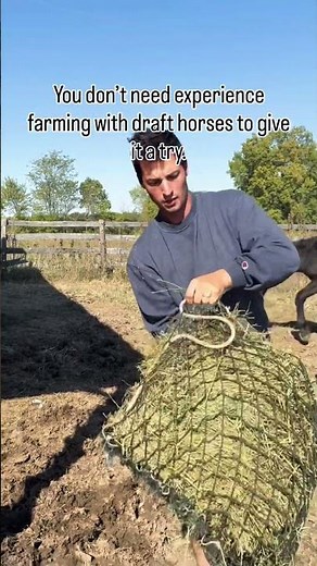 Teaching ourselves to farm using draft horses #homestead #drafthorses #sustainablefarming