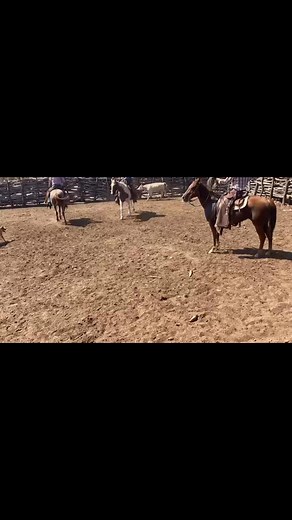 Vaqueros que desempeñan muy bien su trabajo, el que falla se baja hacer el negocio 🌵🤠🐴 saludos vakerada sonorense 👍🏻👍🏻 #viralvideoシ #ranchoguayacan #vakero #rancho | Rancho el guayacan