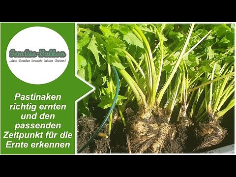 Pastinaken richtig ernten 🤏 und den passenden Zeitpunkt 🕖 für die Ernte erkennen