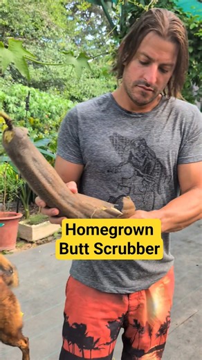 Growing and harvesting loofah sponges. #loofah