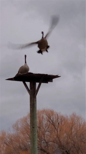 Peaceful Morning at Shuswap Lake | Salmon Arm