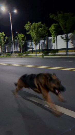 German Shepherd ❤️ | Is this German Shepherd Max Speed? 💨 | Instagram