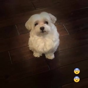 A-choo!!!! Mom always told me not to bark for attention! So, I found a way! And…. it always works✌️✌️! #maltese #sneeze #achoo | Maltese Angels - A-Rod and Bailey