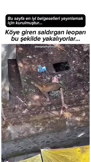 Belgesel Hakkında on Instagram: "Köpeğiyle yürüyüşe çıkan adam, bir süre sonra kedisinin gizemli davranışlarını merak etmeye başladı. Kedisi gün içinde sık sık ortadan kayboluyor, akşam olunca hiçbir şey olmamış gibi kapıda beliriyordu. Bunun üzerine kedisine küçük bir GPS cihazı taktı. Verileri incelediğinde şaşırtıcı bir gerçekle karşılaştı: Kedisi, her yürüyüşte onları sessizce takip ediyordu. Ne çok uzaklaşıyor ne de çok yaklaşıyordu; tam görüş alanının dışında, adeta bir gölge gibi peşlerin