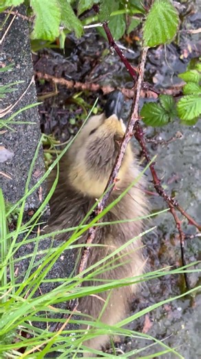 "Canada gosling extends its neck to nibble overhanging plants at the water’s edge 🌿🐣"