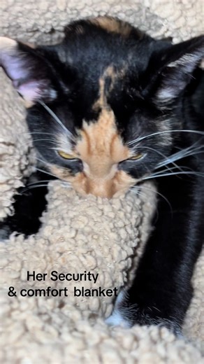 Needy Cat Follows for Comfort Blanket