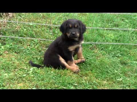 Cute Hovawart Dog Puppies