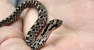 Wild Luck: Two Rare Species Found On Same Day