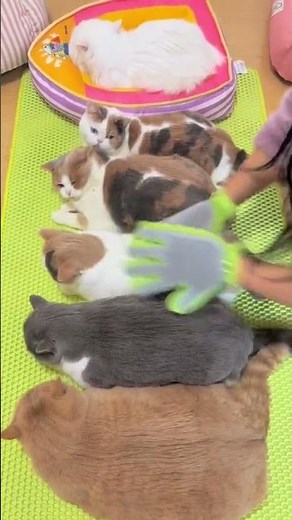 Gentle Cat Grooming: The Ultimate Comfort & Relaxation Experience