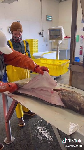 Ling Cod fillet..#alaska #kodiak #filletingfish #lingcod #knifeskills