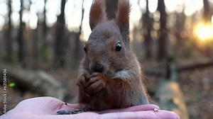 Cute rodent eating food from hand of young girl at forest. Wild fluffy squirrel taking sunflower seeds from female arm and gnawing it. Woman feeding hungry small sciurus against sunset at background