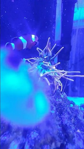 rainbow bubble tip anemone Valentini puffer reef saltwater aquarium