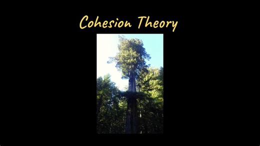 Cohesion Theory