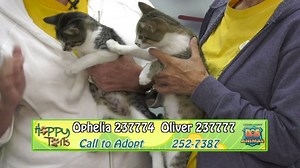 1.2K views · 27 shares | Home for the Holidays 33-hour adoption event is this weekend at DAS! ADOPTION FEES WAIVED 9AM SAT - 6PM SUN Collier Domestic Animal Services Main Shelter 7610 Davis Blvd Naples, FL 34104 (next to the Boys and Girls Club) Adoption hours 10:00-6:00 Immokalee Shelter 405 Sgt. Joe Jones Rd. Immokalee, FL 34142 Adoption hours 12:30-3:30 Visit www.collierpets.com to get pre-approved. | Collier County, Florida | Facebook