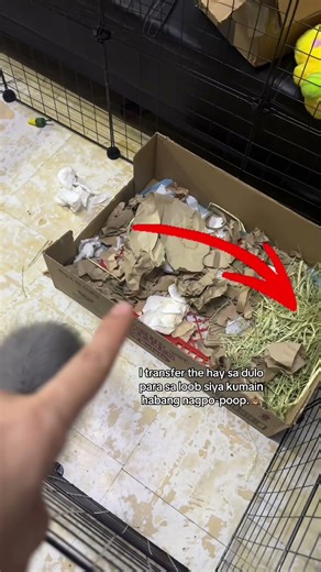 DIY litter box training 🐰✨ Does will work?🙏🏻💩 #diylitterbox #rabbitlitterbox #rabbit #shortvideo