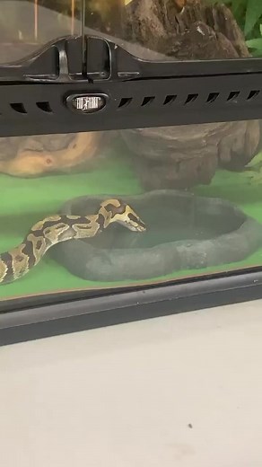 41K views · 2K reactions | Thirsty Monte Python | Wild Heart Ranch | Facebook