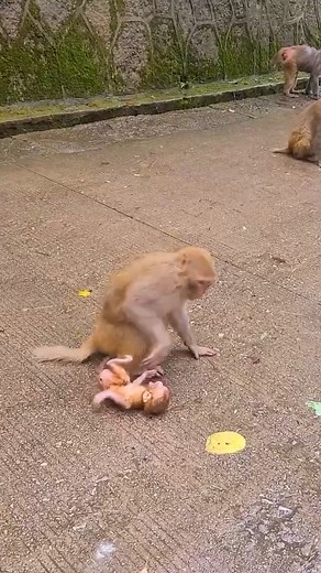 Funny Monkey Daily Activity - CY Animals #reels #relaxing #monkey #funnymonkey #cyanimals Eps - 179 | CY Animals
