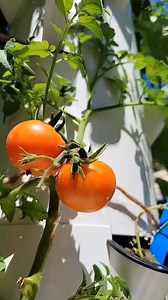 2.7K views · 88 reactions | Revolutionize the way you eat! Say...