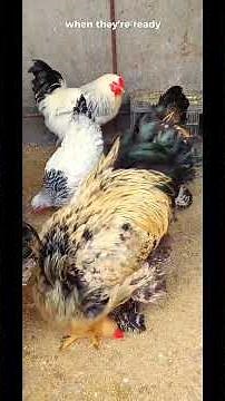 What to feed your chickens?