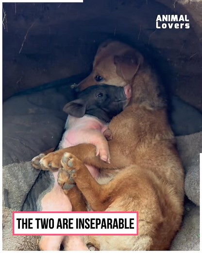 Pig and dog are best pals! | All Animals Should Be Loved