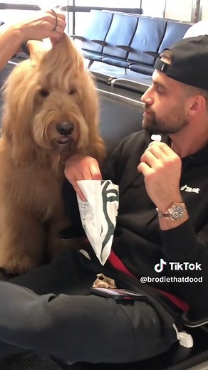 Traveling Adventures with Brodie the Dog