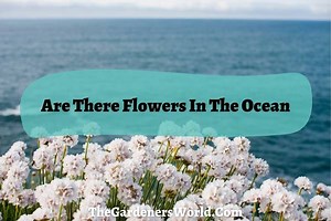 What Flowers Can You Find In The Ocean? - The Gardeners World